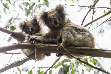 Adult koala (Phascolarctos cinereus) sitting on tree branch with young animal - FOF12474