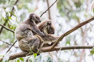 Adult koala (Phascolarctos cinereus) sitting on tree branch with young animal - FOF12475