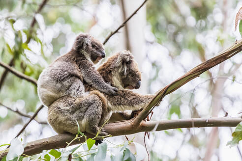 Erwachsener Koala (Phascolarctos cinereus) auf einem Ast sitzend mit einem Jungtier - FOF12475