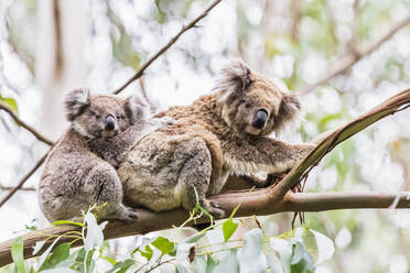 Erwachsener Koala (Phascolarctos cinereus) auf einem Ast sitzend mit einem Jungtier - FOF12476