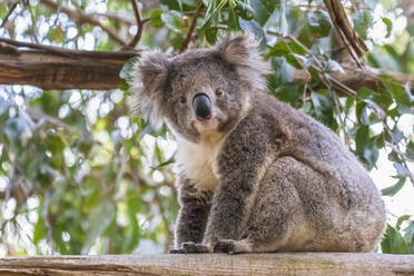 Koala (Phascolarctos cinereus) sitting on tree branch and looking down at camera - FOF12477