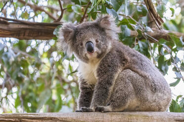 Koala (Phascolarctos cinereus) sitzt auf einem Ast und schaut in die Kamera - FOF12477