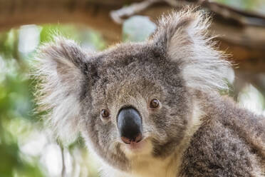 Porträt eines Koalas (Phascolarctos cinereus), der direkt in die Kamera schaut - FOF12478