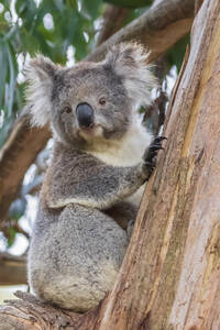 Koala (Phascolarctos cinereus), der auf einem Ast sitzt und direkt in die Kamera schaut - FOF12479