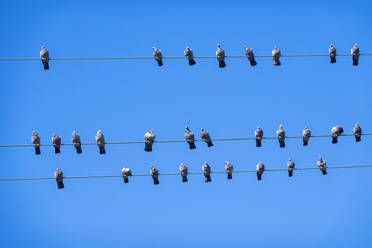 Taubenschwarm sitzt auf Stromleitungen vor blauem Himmel - NDF01368