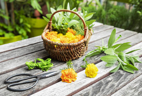 Scissors and wicker basket filled with herbs and heads of blooming marigolds - GWF07295