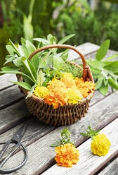 Scissors and wicker basket filled with herbs and heads of blooming marigolds - GWF07296