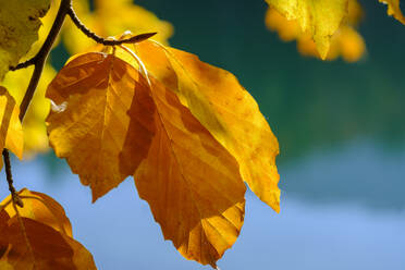 Nahaufnahme von orangefarbenen Herbstblättern - LBF03590