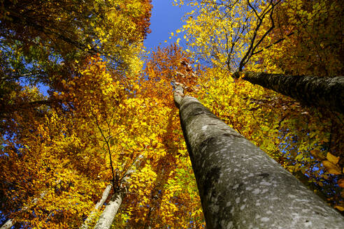 Das Blätterdach der Herbstbuchen - LBF03591