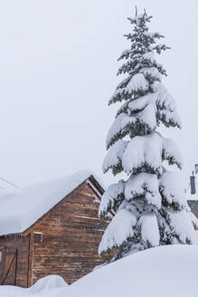 Schneebedeckter Baum vor einer Holzhütte - JAQF01032