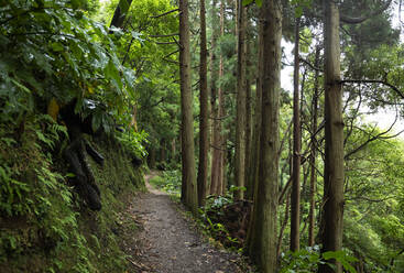 Narrow footpath in green lush forest - WWF05954