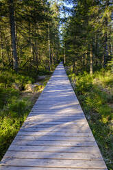 Leere Promenade im Naturschutzgebiet Wildseemoor - LBF03600