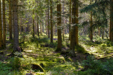 Grüner Wald im Naturschutzgebiet Wildseemoor - LBF03601