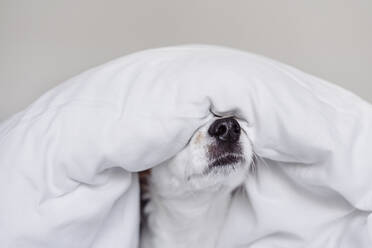 Jack Russell dog covered with white duvet - EBBF05208