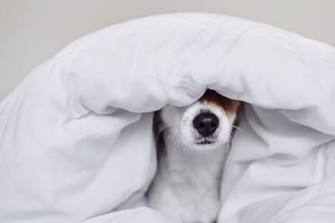 Cute Jack Russell dog covered with white duvet - EBBF05209