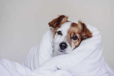 Jack Russell dog wrapped in white duvet - EBBF05211