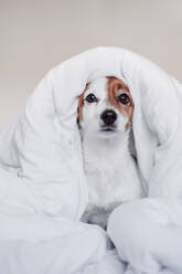 Jack Russell puppy wrapped in blanket against white background - EBBF05212