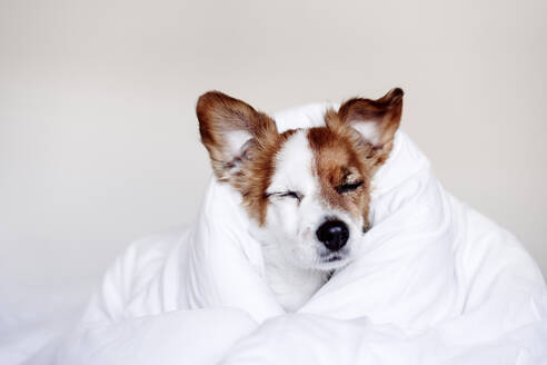 Müder Jack-Russell-Hund, zugedeckt mit Bettdecke - EBBF05213