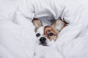 Cute puppy wrapped in white blanket - EBBF05214