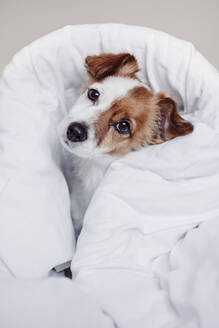 Jack-Russell-Hund in weißer Bettdecke - EBBF05215
