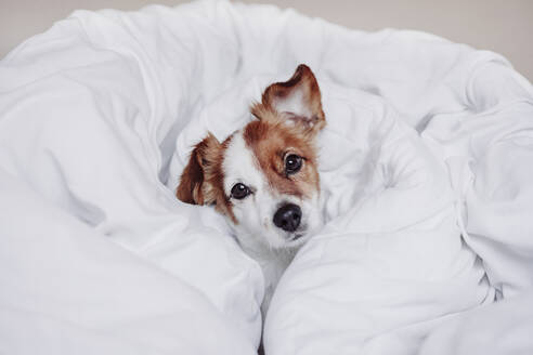 Jack Russell Terrier Hund in weißer Decke ruhend - EBBF05216