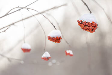 Schneebedeckte Vogelbeeren im Winter - VGF00418