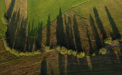 Drohnenansicht des Schattenwurfs einer Baumreihe - WWF05966