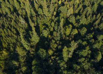 Drohnenansicht der grünen Baumkronen des Waldes - WWF05971