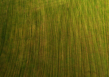 Drone view of green mowed field - WWF05986