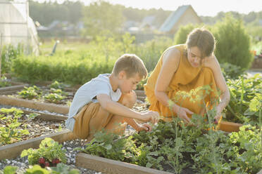 Mother and son harvesting vegetable together in garden - SEAF00315