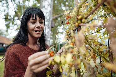 Smiling mature woman picking fruit in backyard - JOSEF06427