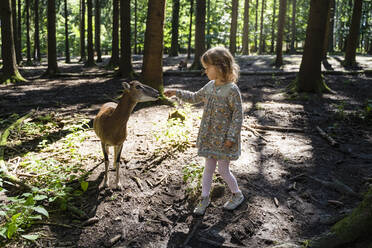 Girl feeding plant to deer in forest - DIGF17377