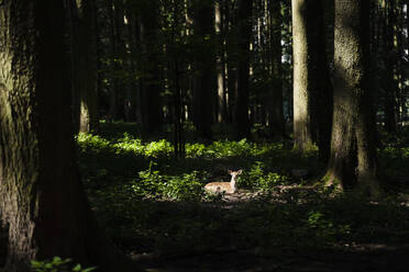 Hirsch inmitten von Bäumen im Wald sitzend - DIGF17378