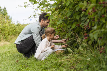 Vater und Tochter pflücken Beeren im Obstgarten - DIGF17380