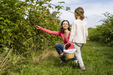 Mutter und Tochter mit Korb beim Beerenpflücken im Obstgarten - DIGF17382