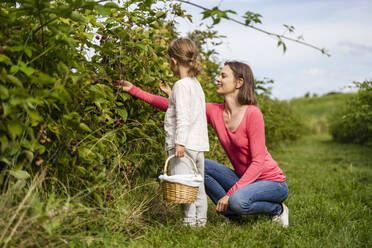 Frau und Mädchen pflücken gemeinsam Beeren im Obstgarten - DIGF17383