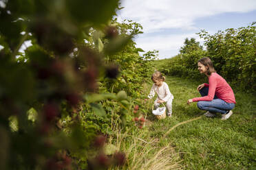 Mutter sieht Tochter beim Beerenpflücken im Obstgarten an - DIGF17384