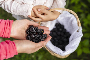 Frau hält Brombeeren in der Hand ihrer Tochter - DIGF17385