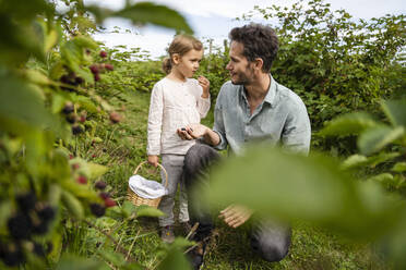 Mann betrachtet seine Tochter, die im Obstgarten Beeren isst - DIGF17387