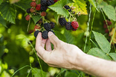 Mann pflückt Brombeeren von der Pflanze - DIGF17390