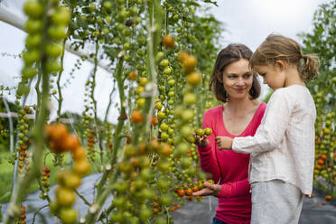 Mother and daughter picking tomatoes in vegetable garden - DIGF17391