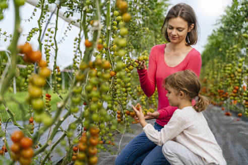 Frau und Mädchen sehen sich Tomaten im Gemüsegarten an - DIGF17392