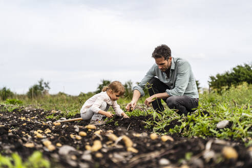 Vater und Tochter bei der Kartoffelernte auf einem Bauernhof - DIGF17397