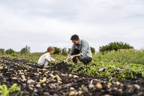 Vater und Tochter bei der Kartoffelernte auf dem Feld - DIGF17398