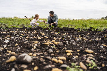 Tochter und Vater bei der Kartoffelernte auf dem Feld - DIGF17402