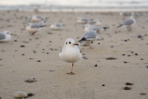 Möwen auf Sand am Strand - SSGF00365