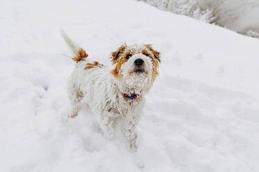 Jack Russell Terrier Hund auf weißem Schnee - OMIF00409