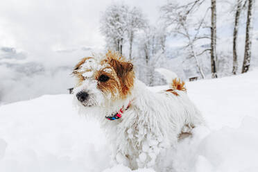 Jack Russell terrier dog on snow - OMIF00414