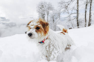 Jack Russell Terrier Hund im Schnee - OMIF00414