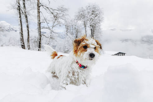 Niedlicher Jack Russell Terrier auf verschneitem Land - OMIF00415